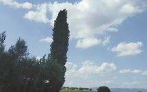 Fotos enviadas por los huéspedes de Villa Il Cedro