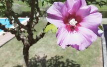 Fotos enviadas por los huéspedes de Villa Il Cedro