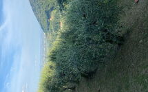 Fotos enviadas por los huéspedes de Villa Mastiano