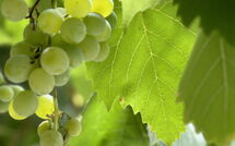 Fotos enviadas por los huéspedes de Villa Marina