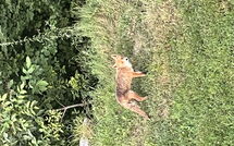 Fotos enviadas por los huéspedes de Alpe