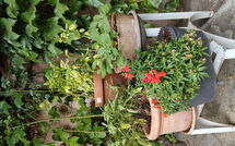 Fotos enviadas por los huéspedes de Dei Ciliegi