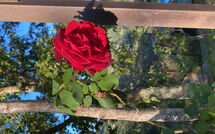 Fotos enviadas por los huéspedes de La Casina del Bosco