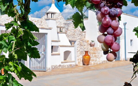 Trulli Itaka: Propiedad, Arco, Arquitectura, Planta, Bienes Raíces, Vitis, Casa, Árbol