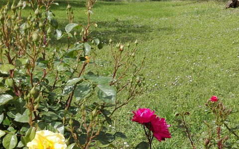 Agriturismo La Pieve: Flor, Planta Floreciendo, Planta, Familia De Las Rosáceas, Rosa, Arbusto, Jardín, Botánica, Rosas De Jardín