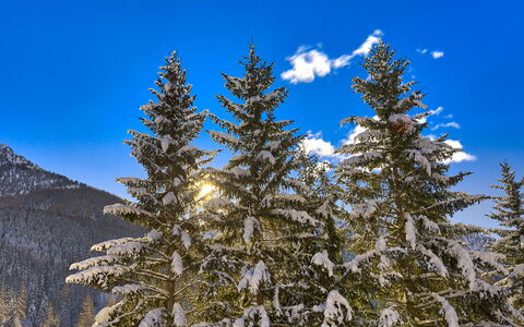 The Twins Apartment - Champoluc: Árbol, Shortleaf Negro Picea, Abeto Balsámico, Sugar Pine, Larix Lyalliisubalpine Alerce, Nieve, Pino Del Oeste, Pino Oregon