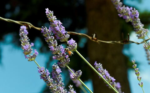 Podere i Gigli: Flor, Planta, Púrpura, Ramita, Planta Terrestre, Violeta, Planta Floreciendo, Árbol, Hierba, Planta Anual