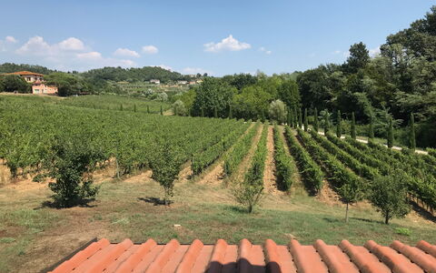 Il Sogno Tra i Vigneti: Viñedo, Agricultura, Plantación, Cosecha, Campo, Planta, Granja, Área Rural, Árbol