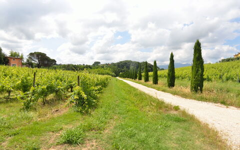 Il Sogno Tra i Vigneti: Naturaleza, El Terreno Del Lote, Verde, Vegetación, Paisaje Natural, Entorno Natural, Árbol, Campo, Cielo, Hierba