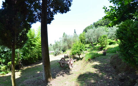 Collina Lagomare: Naturaleza, Vegetación, Árbol, Reserva Natural, Entorno Natural, Biome, Sendero, Hierba, Botánica, Jardín