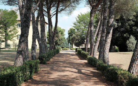 Luna Di Cortona: Árbol, Paisaje Natural, Plantas Leñosas, Pasarela, Botánica, Hierba, Planta, Familia De Las Gramíneas, La Carretera, Parque