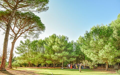 Masseria Lentisco: Árbol, Paisaje Natural, Naturaleza, Verde, Vegetación, Tiempo De Día, Entorno Natural, Hierba, Cielo, Plantas Leñosas