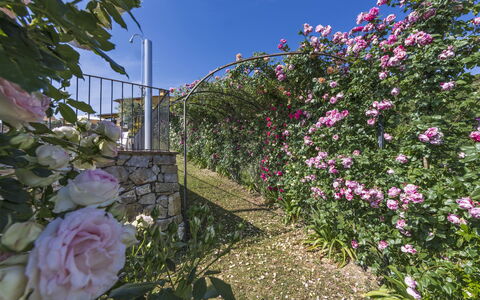 Villa Solaria: Flor, Planta, Rosas De Jardín, Jardín, Planta Floreciendo, Familia De Las Rosáceas, Rosado, Rosa, Pared, Primavera