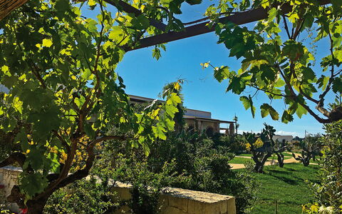 Tenuta Vigna Corallo: Árbol, Hoja, Planta, Plantas Leñosas, Rama, Casa, Arquitectura, Avión, Vitis, Edificio