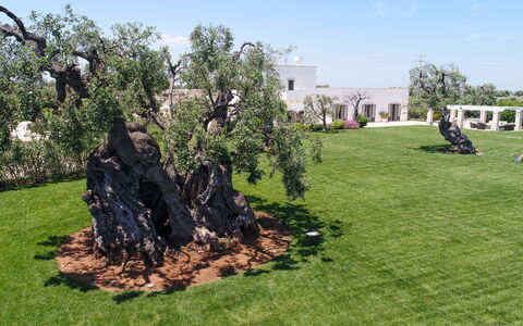 Masseria Villa Il Frantoio: Árbol, Hierba, Klippe, Biome, Plantas Leñosas, El Terreno Del Lote, Césped, Planta, Paisajismo