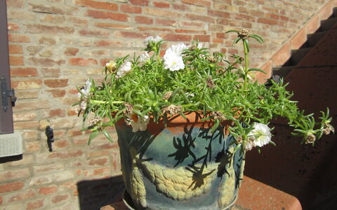 Casale Valdichiana: Maceta, Planta De Casa, Planta, Flor, Botánica, Hierba, Árbol, Arbusto, Planta Floreciendo