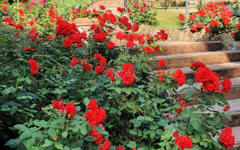 Ville Rosadi Weddings: Flor, Planta, Pétalo, Verde, Vegetación, Árbol, Biome, Arbusto, Rojo, Cobertura Del Suelo