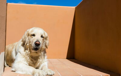 Alojamiento:&nbsp;La Casina 650.3