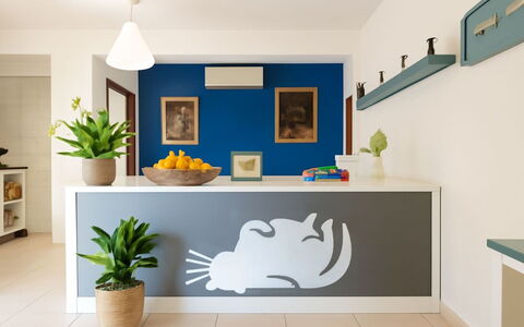L'Oasi della Gatta Panciona: Diseño De Interiores, Pegatina De Pared, Mueble, Cocina, Pintar, Mostrador, Habitación, Gabinetes, Techo, Diseño
