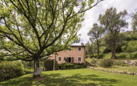 La Casa Dei Limoni, Camaiore, Pet Friendly, Wifi: Árbol, Hierba, Hoja, Rama, Vegetación, Arbusto, Casa, Área Rural, El Terreno Del Lote