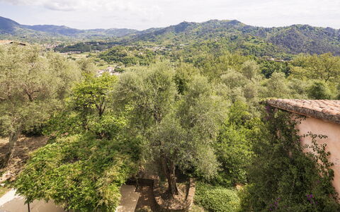La Casa Dei Limoni, Camaiore, Pet Friendly, Wifi: Árbol, Hoja, Naturaleza, Entorno Natural, Vegetación, Rama, Colina, Área Rural, Planta De La Comunidad, Primavera