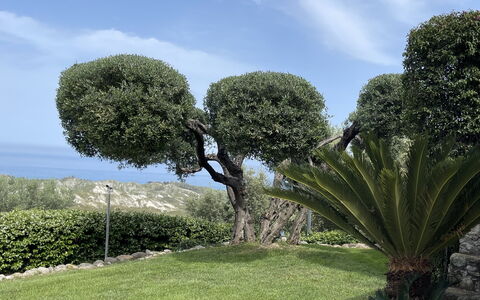 Villa Acquaro, Santa Caterina Dello Ionio, Pool, A: Hoja, Vegetación, Arbusto, Plantas Leñosas, Jardín, Cobertura, Paisajismo, Jardín Botánico, Hojas Perennes