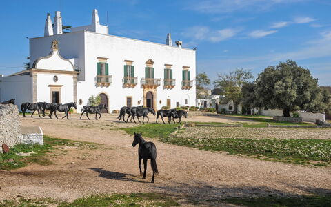 Masseria Tagliente: Cielo, Edificio, Planta, Nube, El Terreno Del Lote, Hierba, Árbol, Área Rural