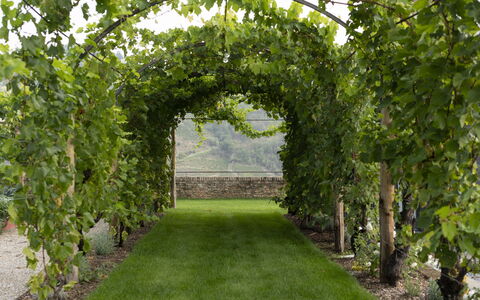 B&b Vigne Di Fagnano Without Kitchen: Planta, Hierba, Árbol, Cobertura, Plantas Leñosas, Arbusto, Paisaje, Arco, Plantación, Jardín