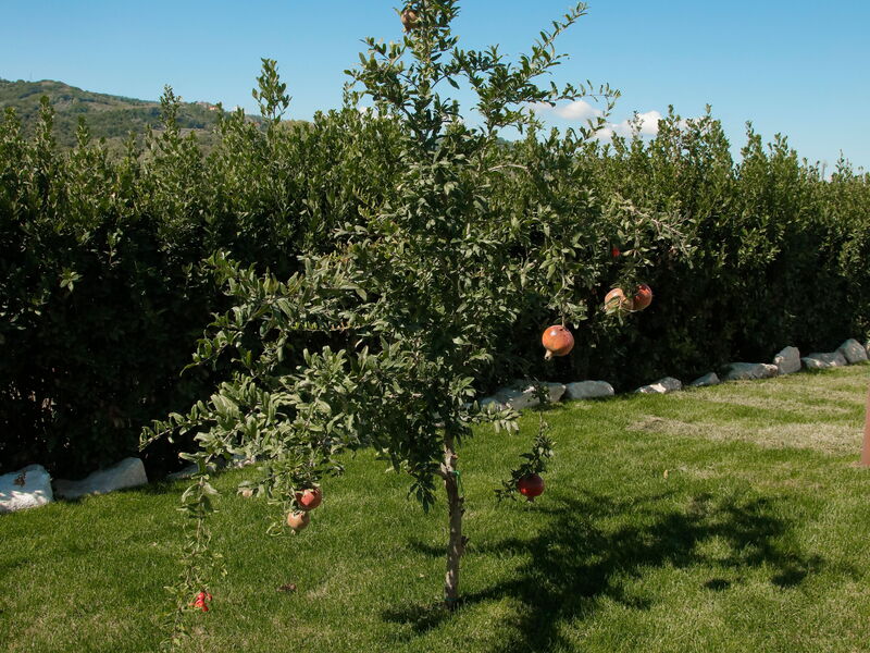 Villa Mariarosaria - Dimora Esclusiva con Piscina