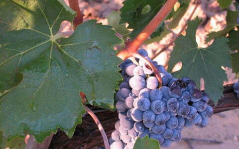 Mulino della Frateria: Fruta, Produce, Comida, Los Alimentos Naturales, Viñedo
