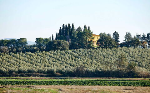 Poggio Cavallino Private Pool, Wifi, Maremma: Árbol, Hoja, Vegetación, El Terreno Del Lote, Plantación, Área Rural, Agricultura, Campo, Hojas Perennes