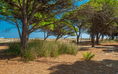 Budoni Homes Seaside, Ac And Bike: Vegetación, Ecorregión, Paisaje, Planta De La Comunidad, Llanura, El Terreno Del Lote, Suelo, Plantas Leñosas, Arena