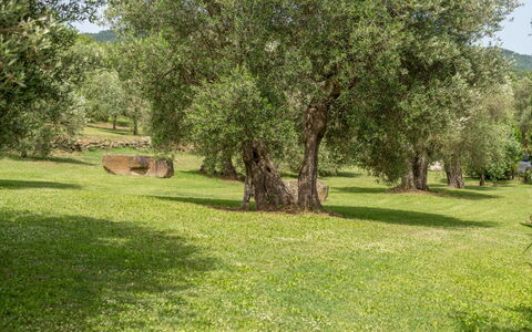 Villa Domus Papi: Árbol, Hierba, Pradera, Llanura, El Maletero, Reserva Natural, Plantas Leñosas, Prado, Pasto