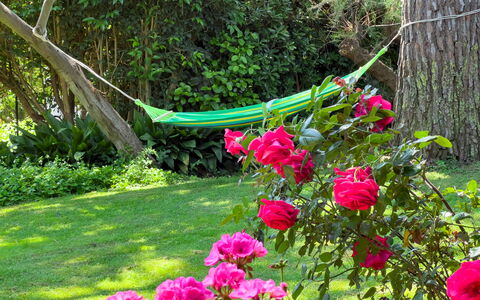 Casa Delle Chicche - Imperia: Verde, Flor, Pétalo, Arbusto, Jardín, Rosado, Primavera, Rosas De Jardín, Cobertura Del Suelo