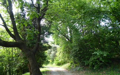 Ballo delle Streghe, Asolo Hills