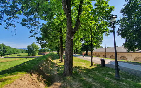 Ai Cantici: Árbol, Hierba, Naturaleza, Pasarela, Sombra, Parque, Entrada De Coches, Paisajismo, Sombra, Sendero