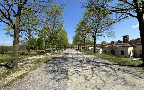 Il Cervo In Città: Árbol, Rama, Superficie De La Carretera, La Carretera, Asfalto, Vía Pública, El Maletero, Entrada De Coches, Sendero, Suelo