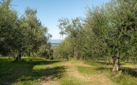 Villa Costa al Bagno: Hierba, Árbol, Entorno Natural, Hoja, Rama, Vegetación, Pradera, Planta De La Comunidad, Llanura, El Terreno Del Lote