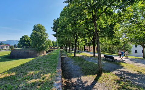 Casa Capolino: Árbol, Hierba, Naturaleza, Primavera, Césped, Parque, Paisajismo, Pasarela, Camino