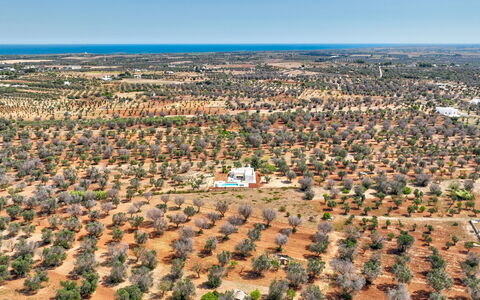 Casa Vita Bella: Árbol, Vista Panorámica, Paisaje, Fotografía Aérea, Llanura, El Terreno Del Lote, Campo, Plantación, Suelo