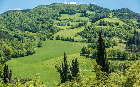 Torre Fantini: Accidentes Geográficos Montañosas, Verde, Árbol, Montaña, Colina, Entorno Natural, Hoja, Paisaje Natural, Vegetación, Tierras Altas