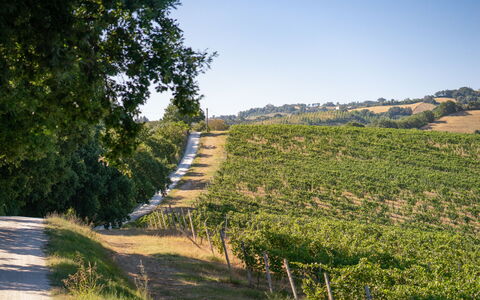Zena Apartment: Verde, Vegetación, Paisaje Natural, Agricultura, Plantación, Área Rural, Paisaje, Campo, Llanura