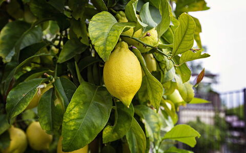 Casa Chicco: Fruta, Verde, Produce, Amarillo, Comida, Ingrediente