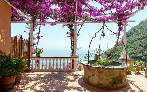 Casa Gemma: Flor, Rosado, Maceta, Primavera, Púrpura, Planta De Casa, Jardín, Floristas