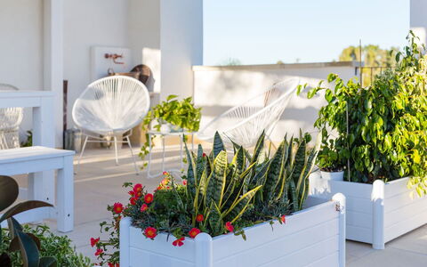 Villa Salentina: Maceta, Arbusto, Planta De Casa, Jardín, Floristas, Diseño Floral, Paisajismo, Cortar Flores