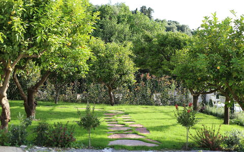 Mermaid Villa: Hoja, Arbusto, Jardín, Primavera, Plantas Leñosas, Césped, Sombra, Yarda, Patio Interior