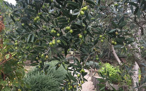 Borgo di San Biagio: Produce, Fruta, Ingrediente, Plantas Leñosas, Comida, Los Alimentos Naturales, Plantación