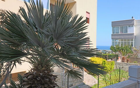 Luisa: Plantas Leñosas, Balcón