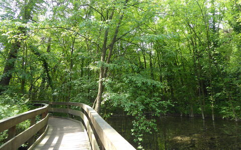 Villa Camerini, Nature, Bikes and Beaches: Puente, Verde, Entorno Natural, Árbol, Naturaleza, Hoja, Madera, Vegetación, Bosque, Paisaje Natural