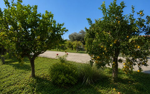 Villa Mameli: Fruta, Jardín, Plantas Leñosas, Plantación, Naranja